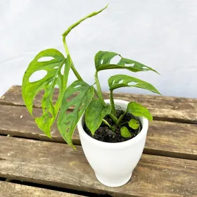 10 - 15cm Monstera Esqueletto House Plant 7cm Pot