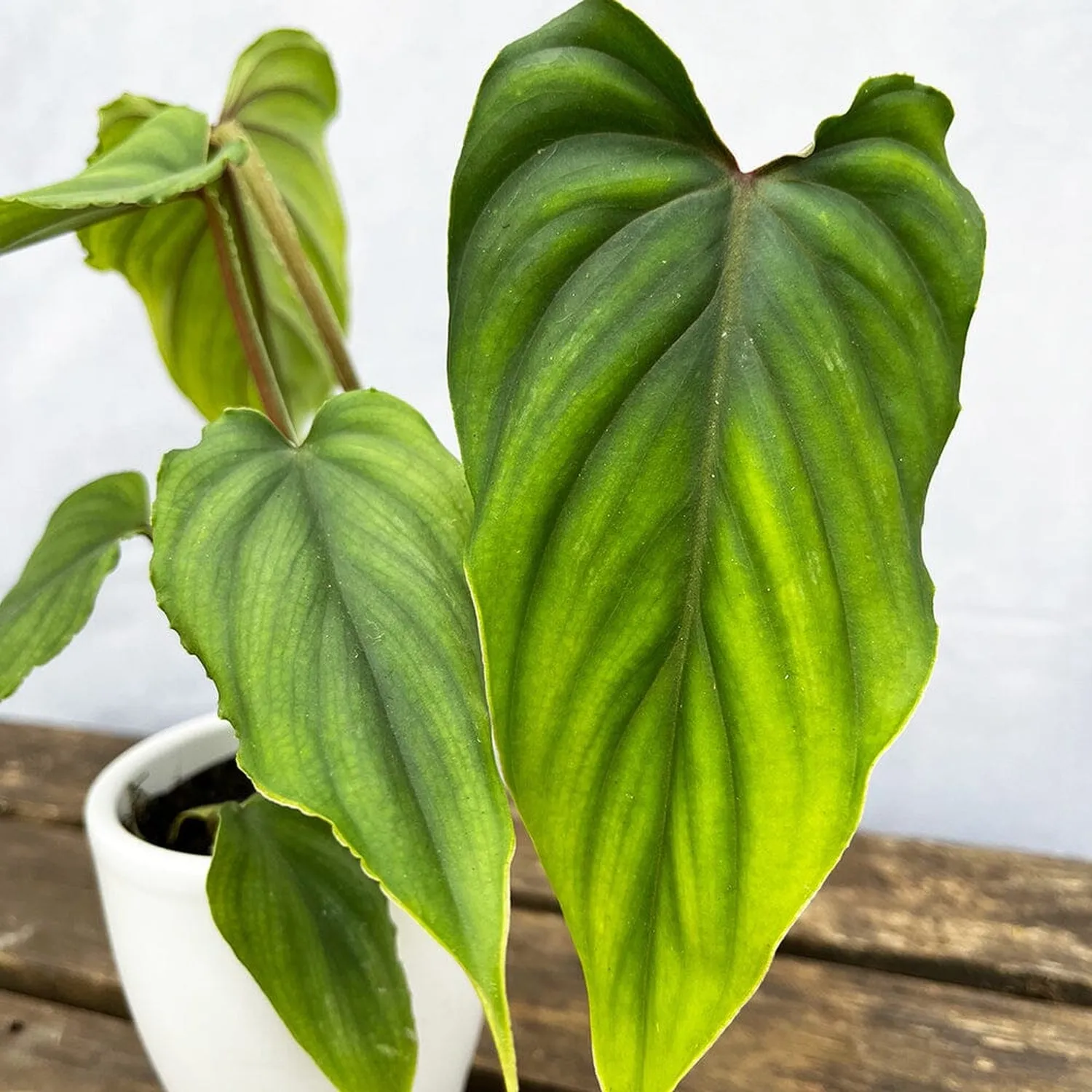 10 - 15cm Philodendron Plowmanii House Plant 7cm Pot