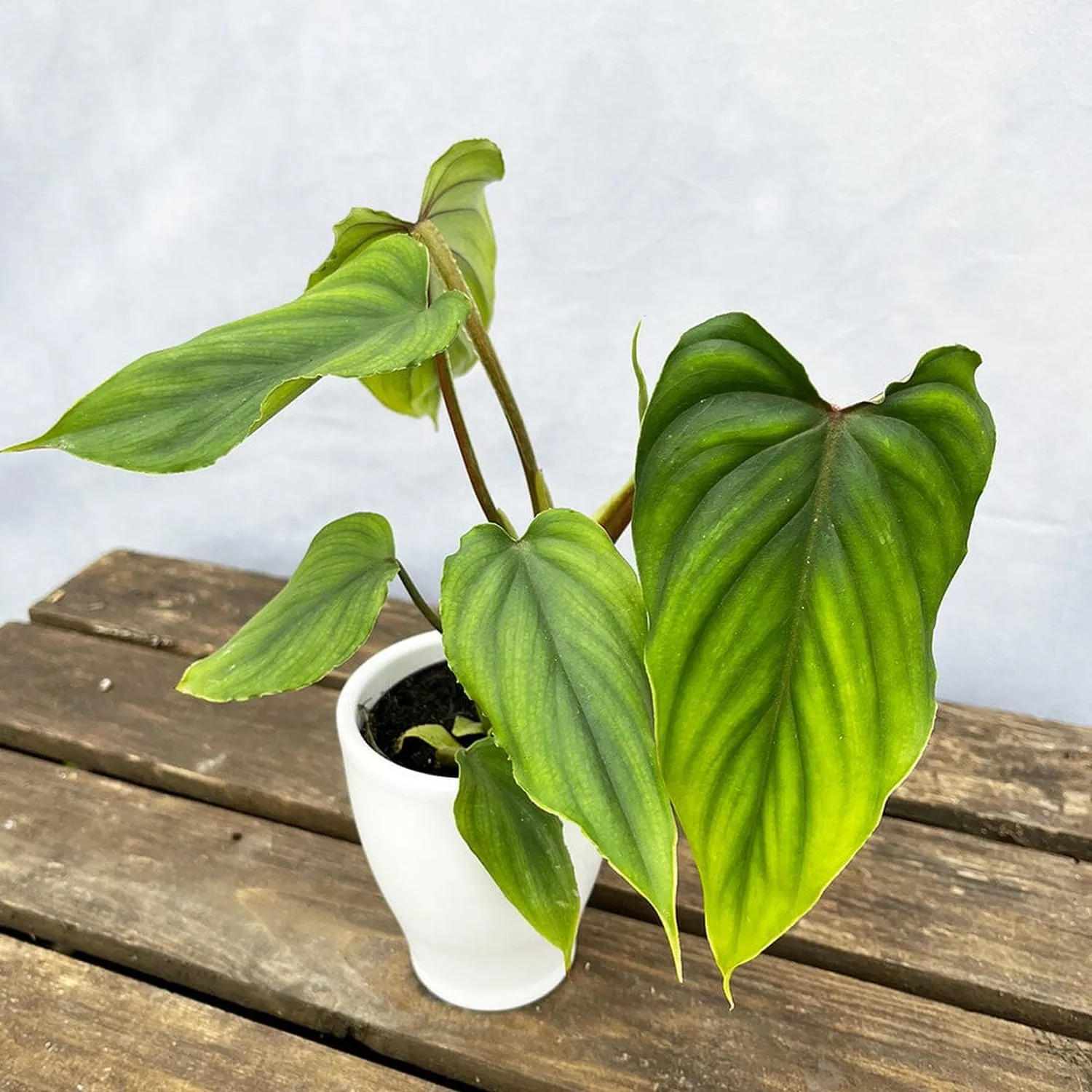 10 - 15cm Philodendron Plowmanii House Plant 7cm Pot