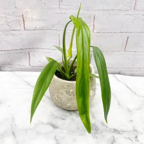 15 - 20cm Philodendron Holtonianum House Plant in 10cm Pot