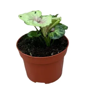 15 cm  Syngonium Bob Allusion House Plant 10,5 cm Pot