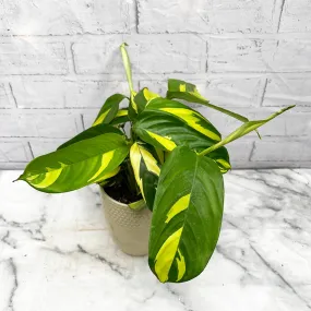 25 - 30cm Ctenanthe Golden Mosaic 12cm Pot House Plant