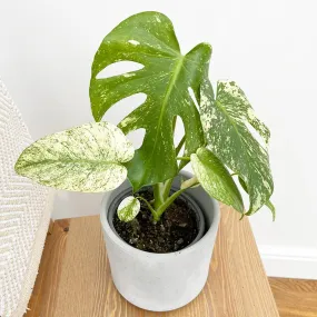 25 - 30cm Mint Monstera (Exact Plant No.2) Cheese Plant Variegated 14cm Pot