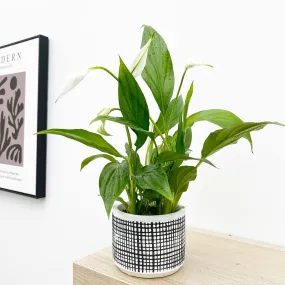 25 - 30cm Peace Lily Spathiphyllum 9cm Pot House Plant