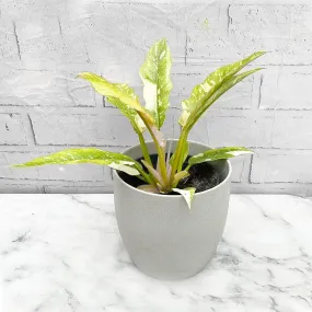 25 - 35cm Philodendron Ring of Fire 14cm Pot House Plant