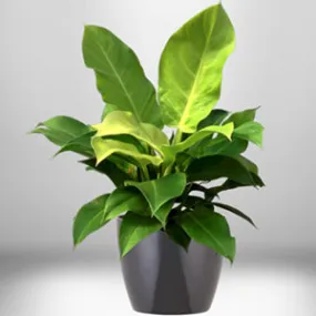 Philodendron Moonlight